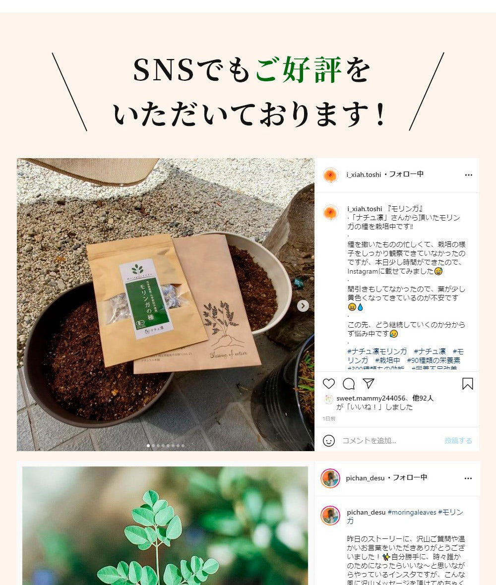 モリンガの種