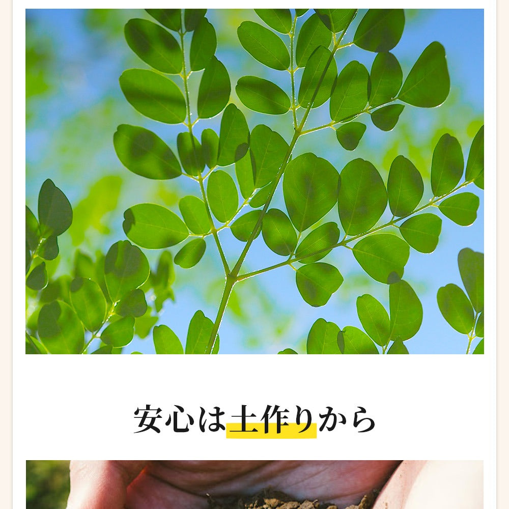 モリンガタブレット