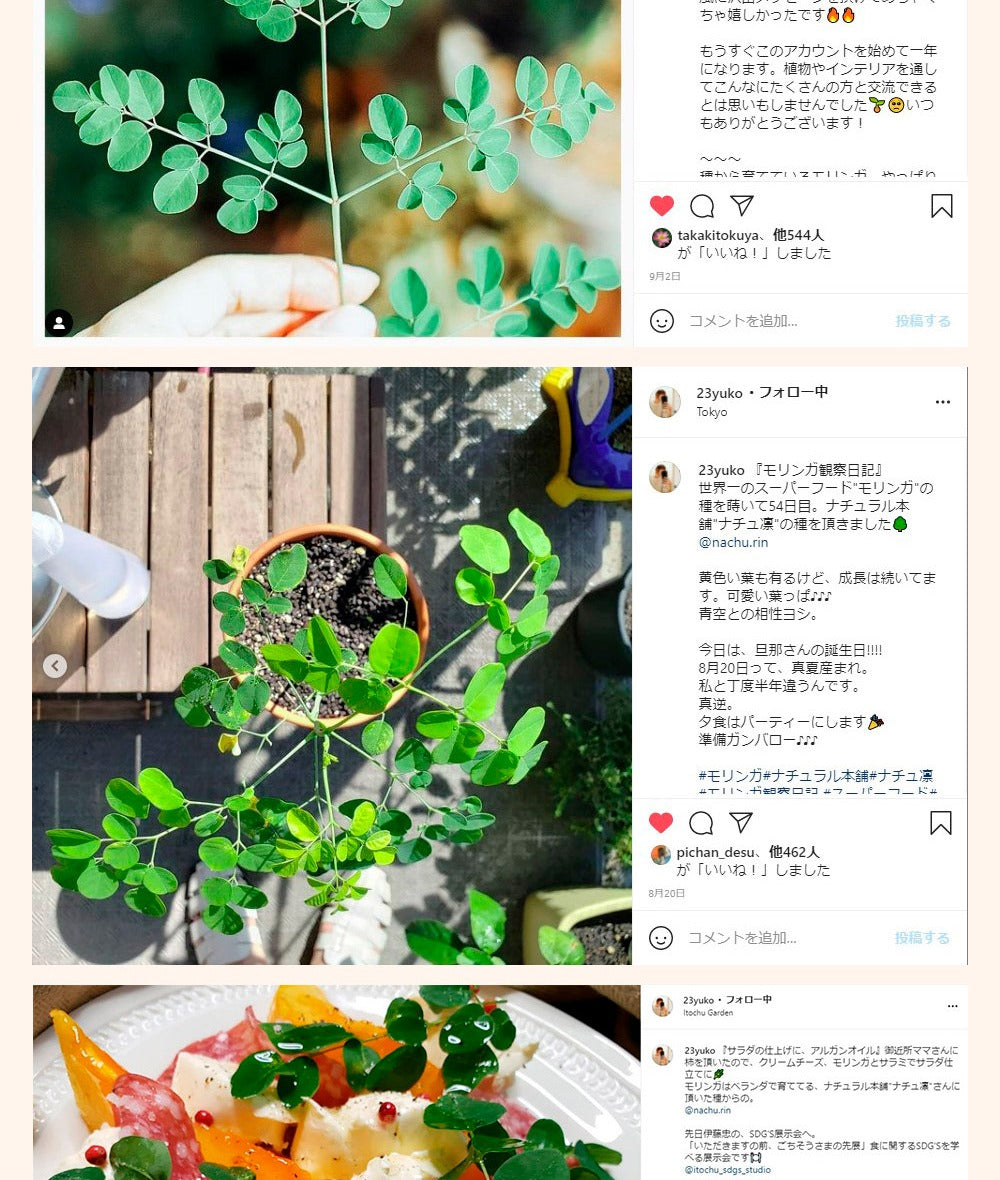 モリンガの種