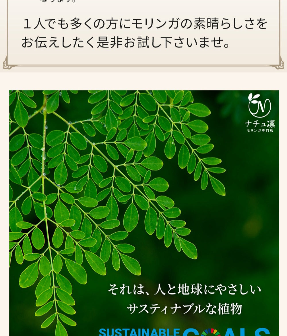 モリンガ茶