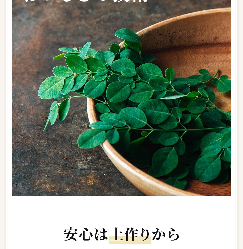 モリンガ茶