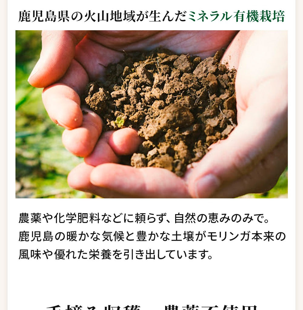 モリンガ茶