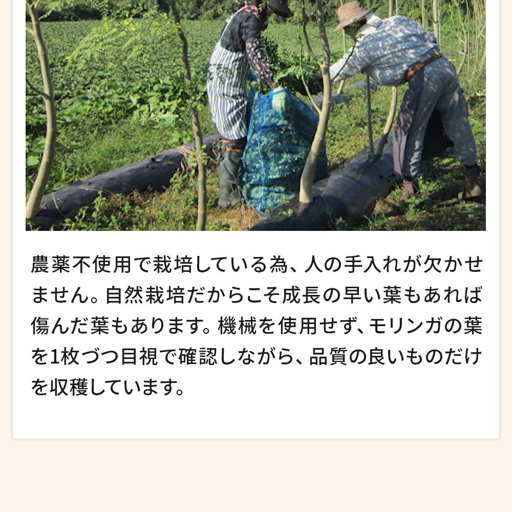 モリンガカプセル