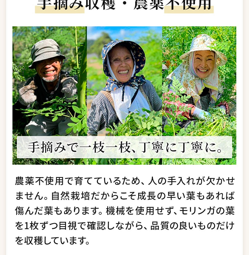 モリンガ茶