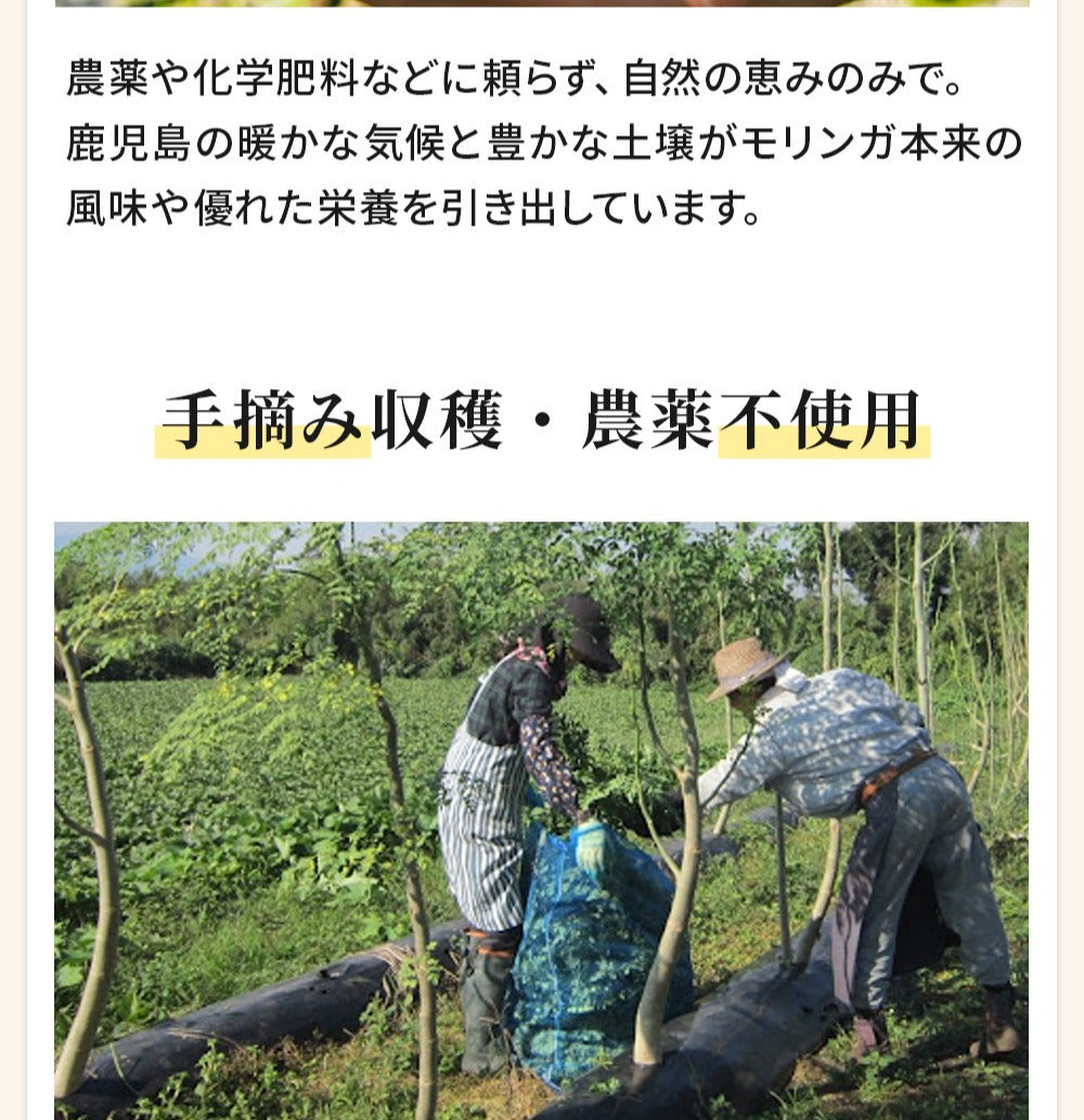 モリンガパウダー