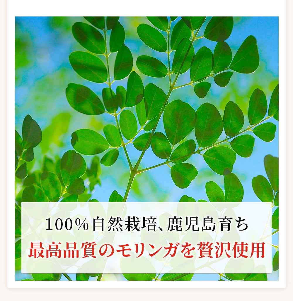 モリンガ茶