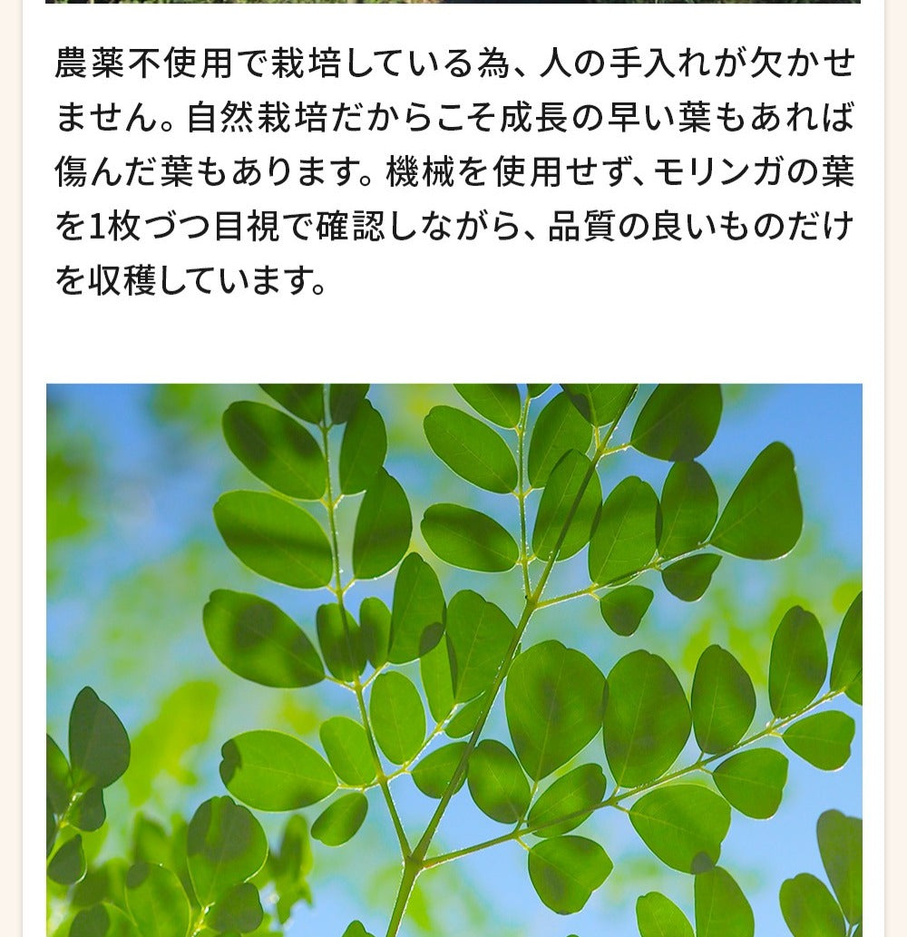モリンガパウダー