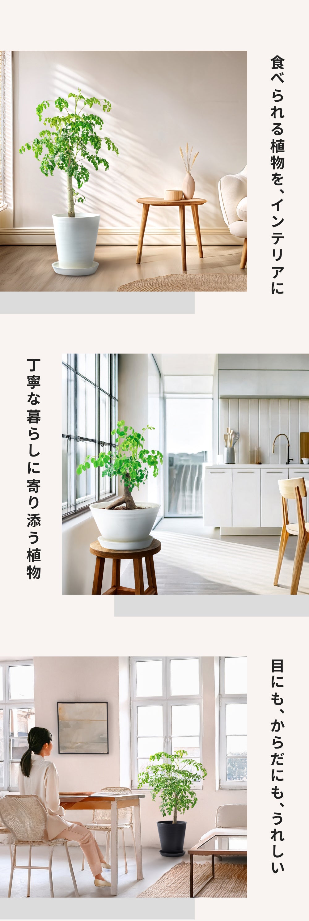 おうちモリンガ
