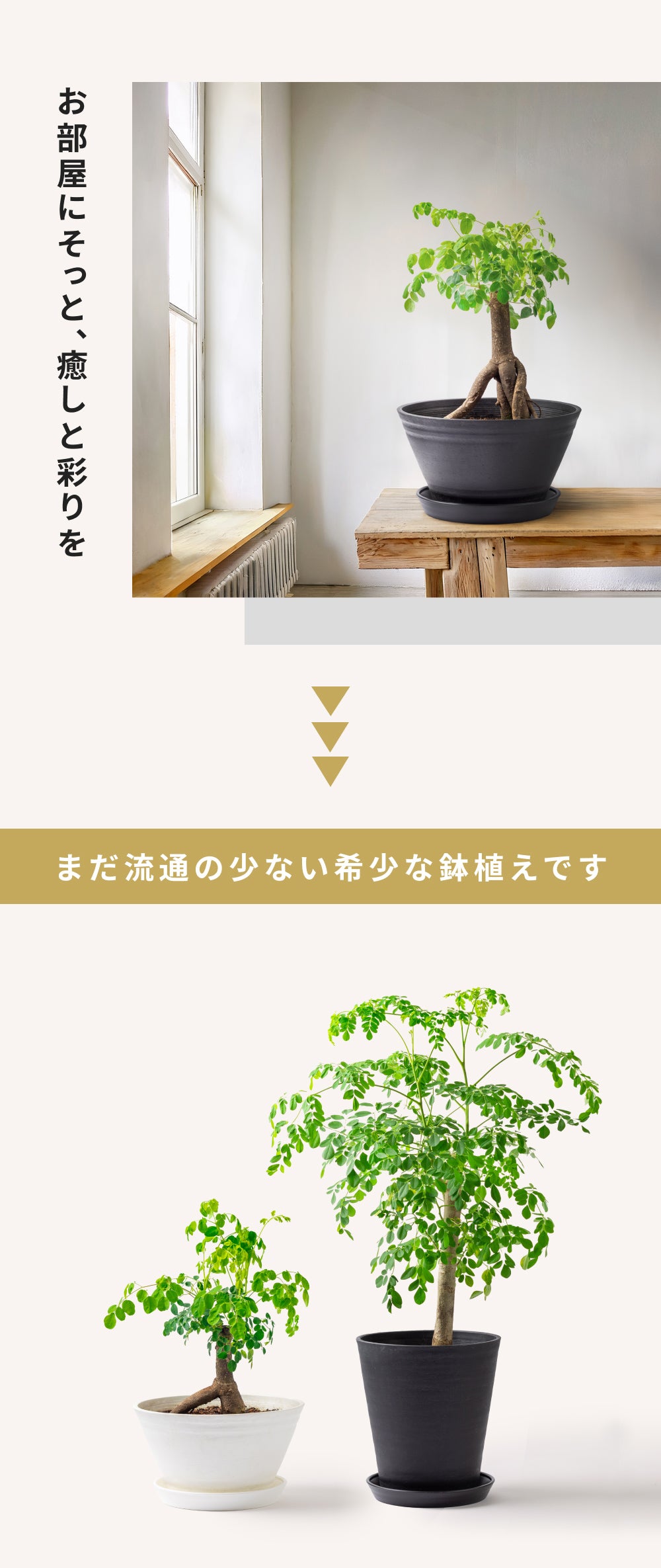 おうちモリンガ