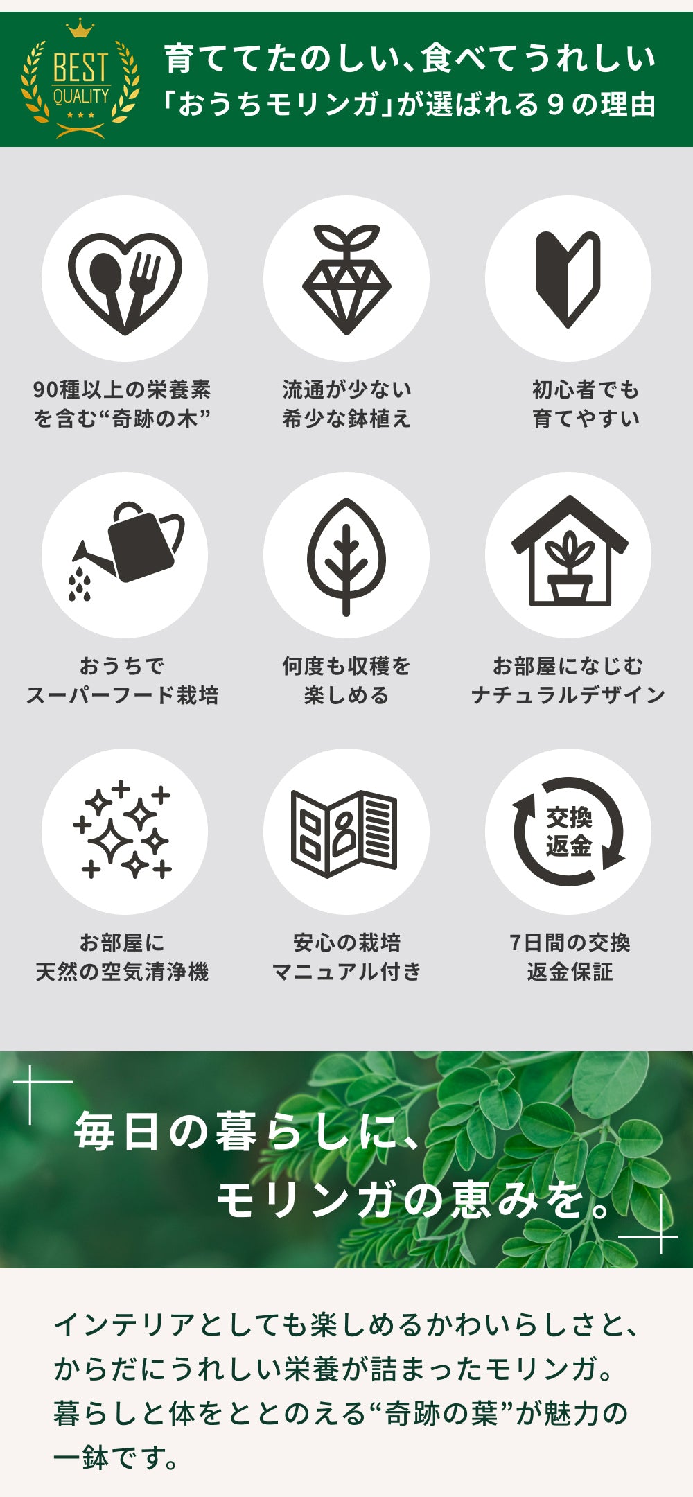 おうちモリンガ