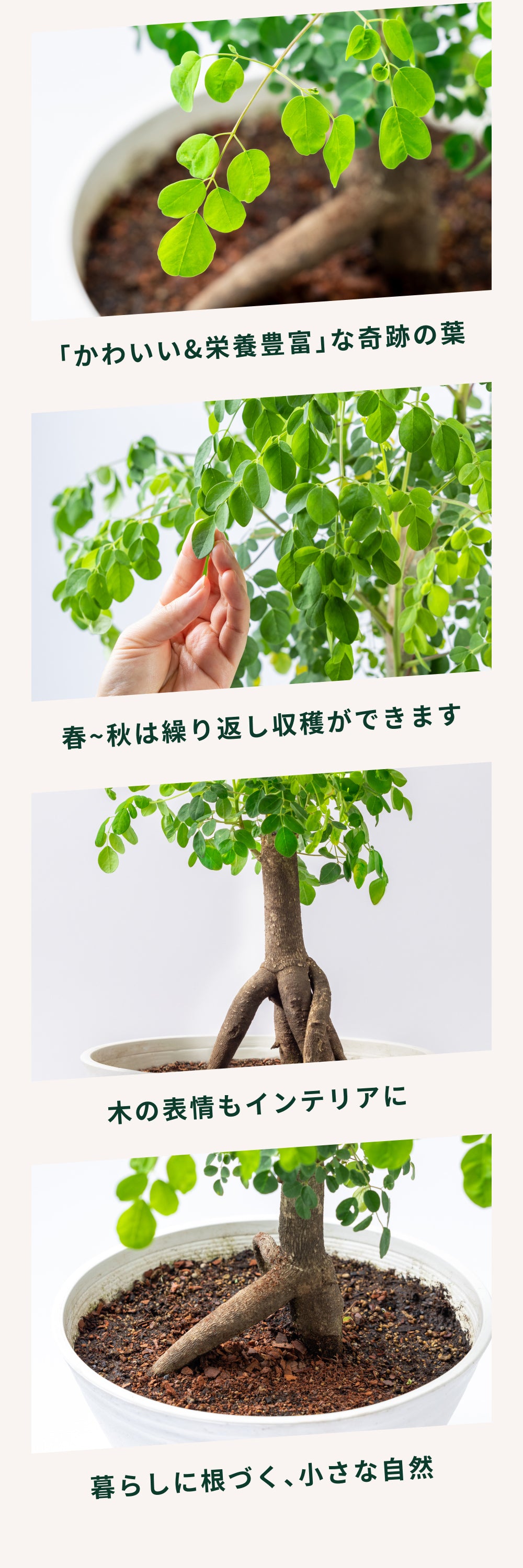 おうちモリンガ