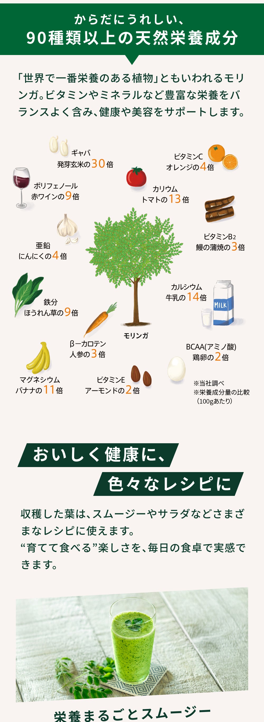 おうちモリンガ