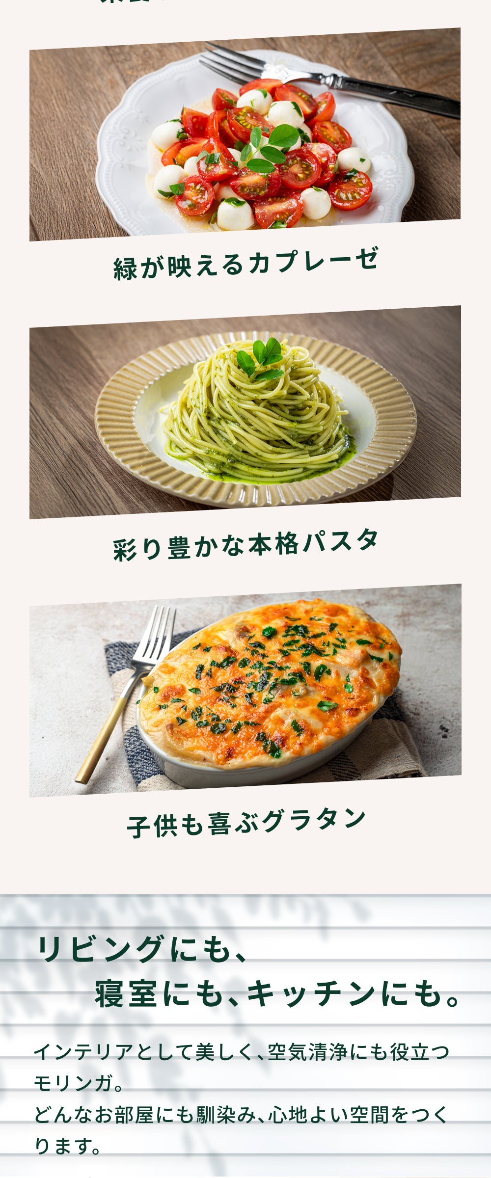 おうちモリンガ