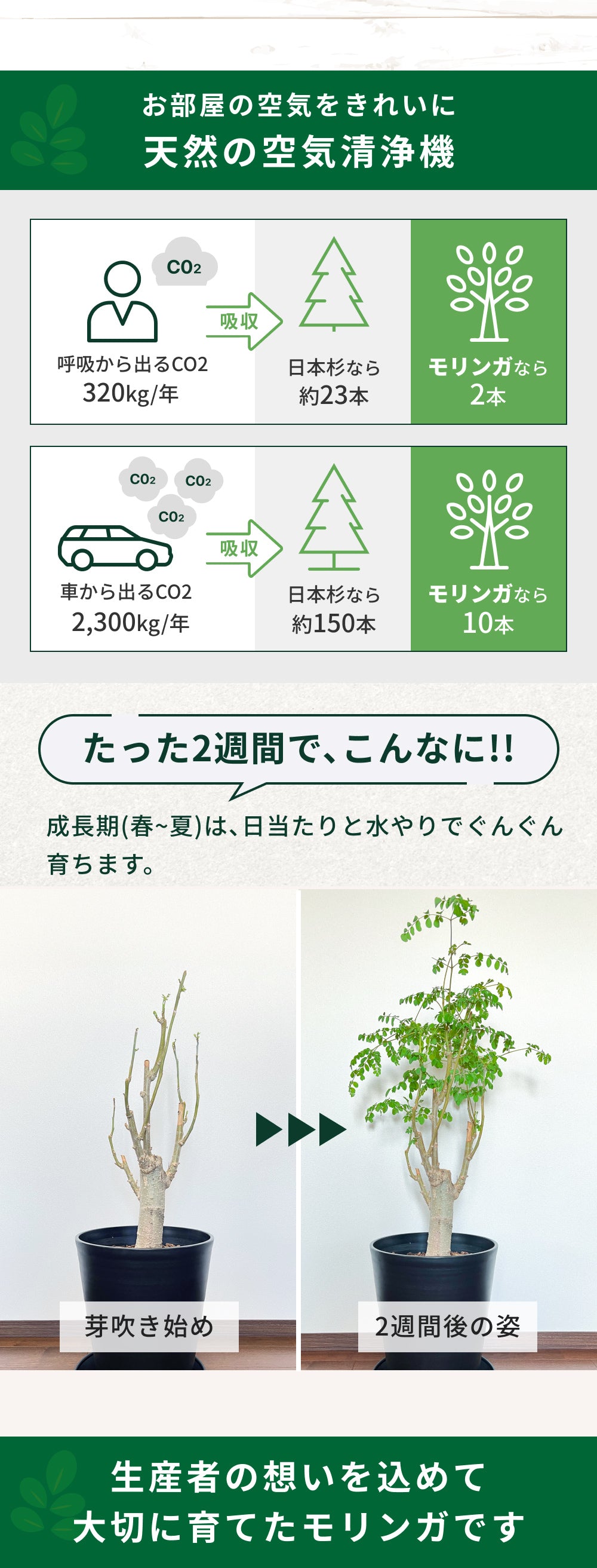 おうちモリンガ