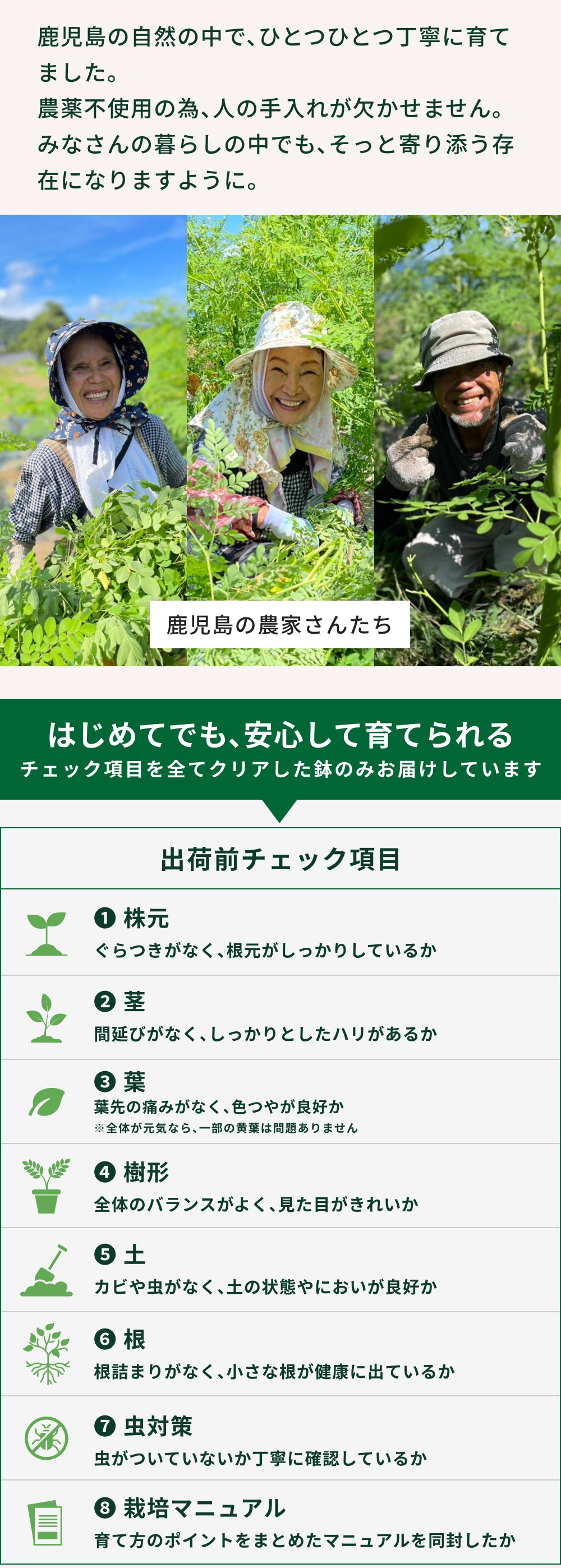 おうちモリンガ