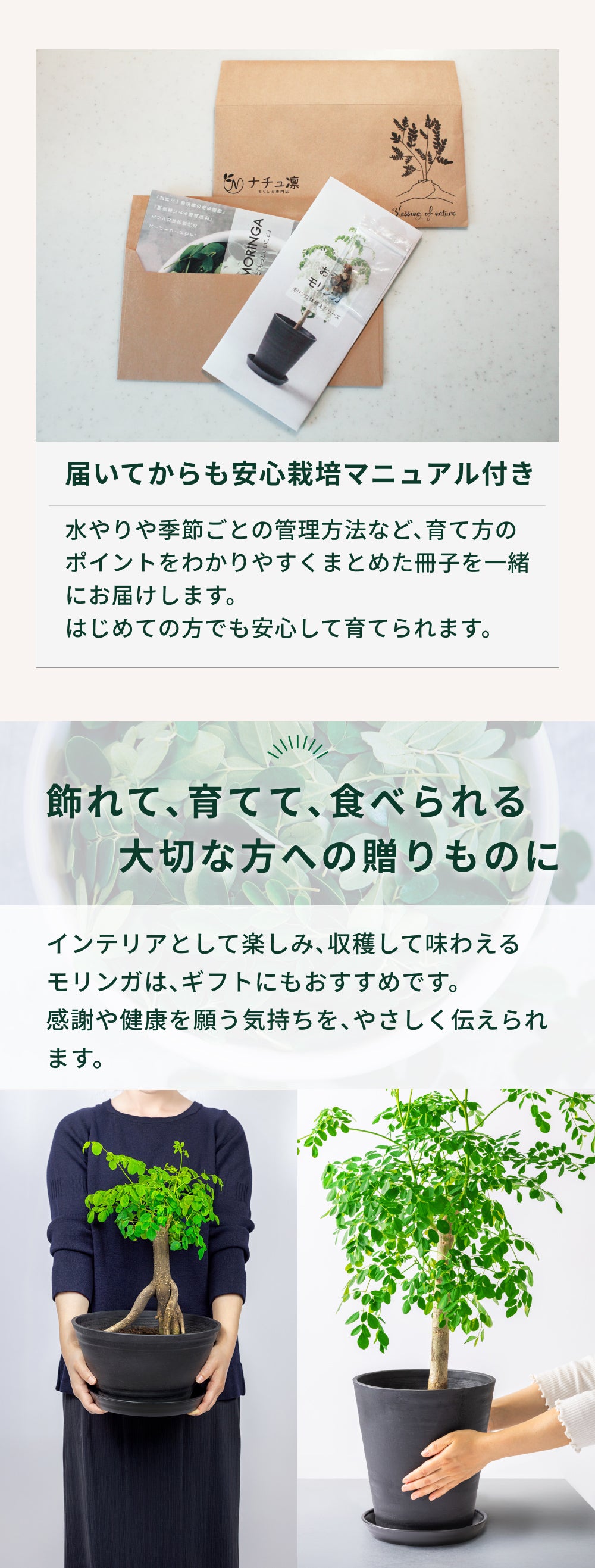 おうちモリンガ