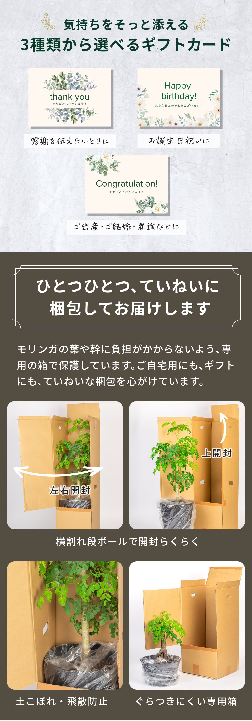 おうちモリンガ