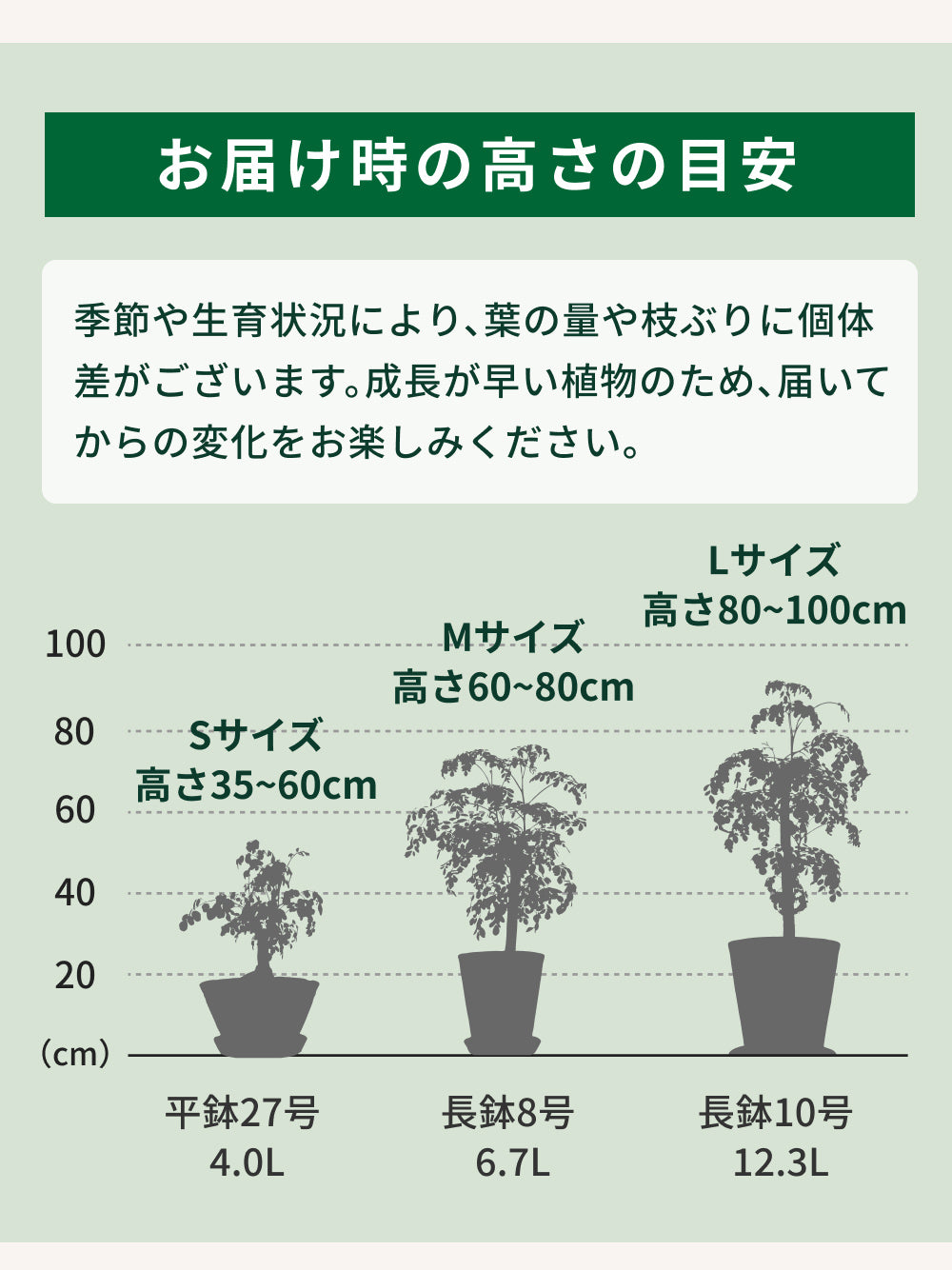 おうちモリンガ