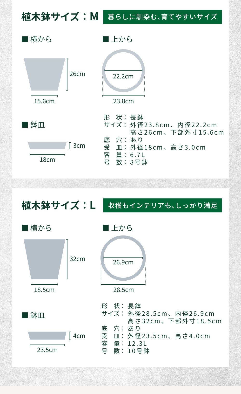 おうちモリンガ