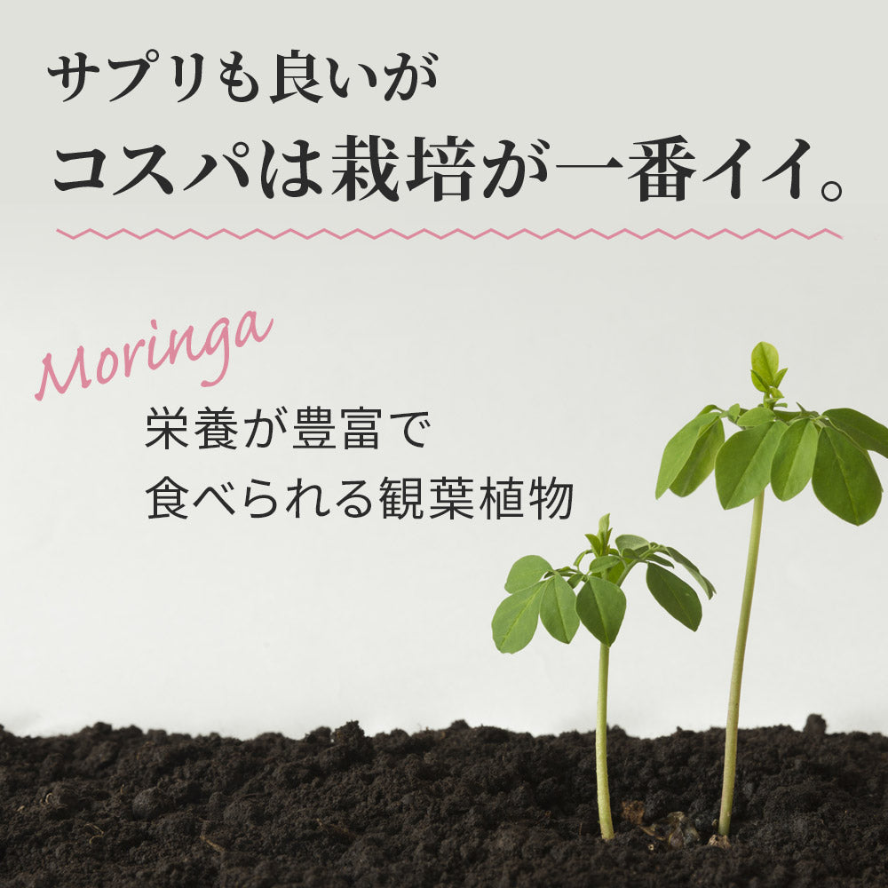 モリンガの種