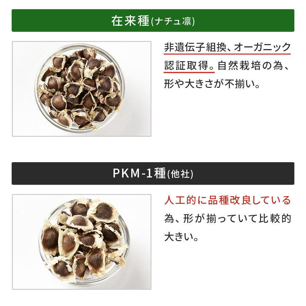 モリンガの種