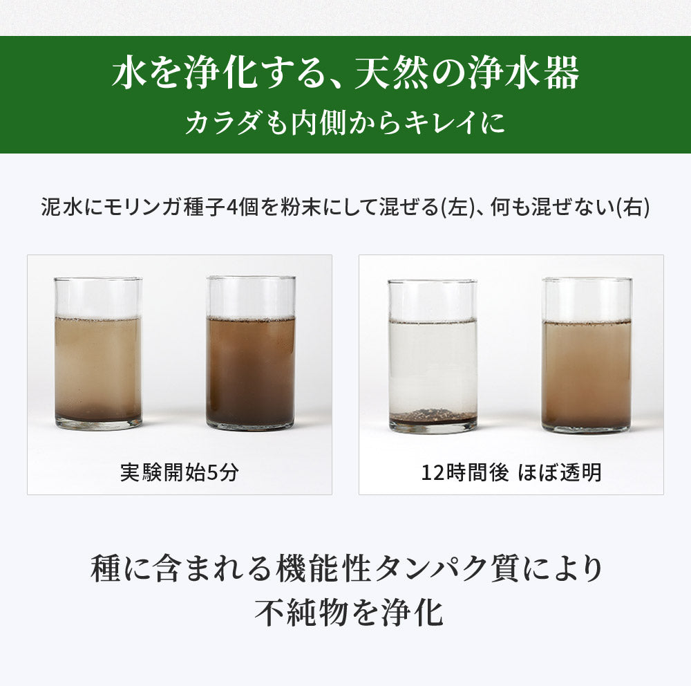モリンガの種