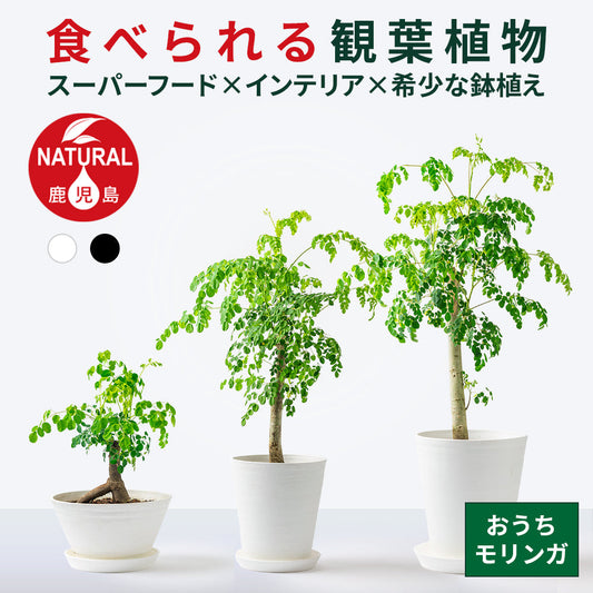 「おうちモリンガ」販売開始！