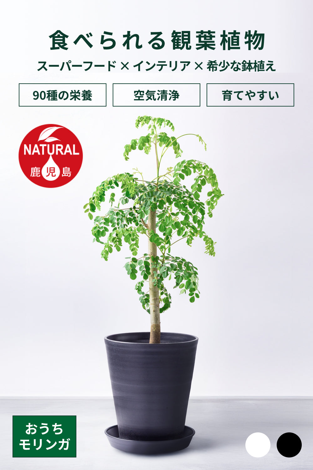 おうちモリンガ