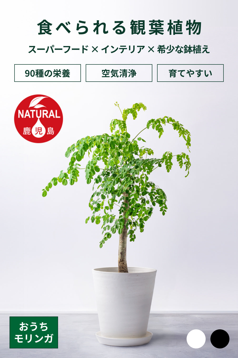 おうちモリンガ