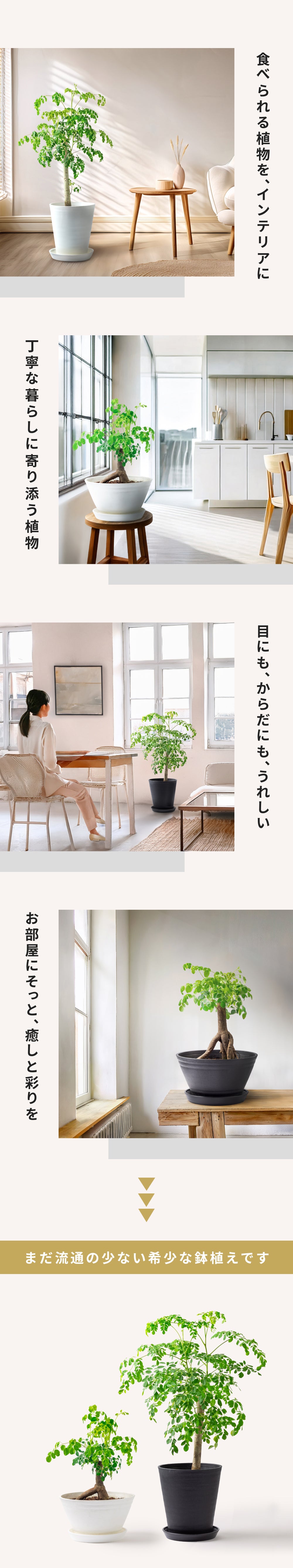 おうちモリンガ