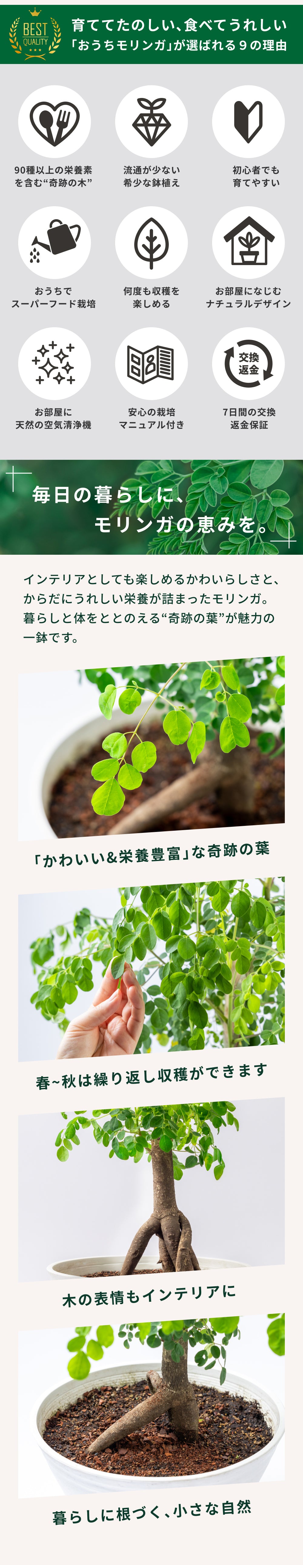 おうちモリンガ