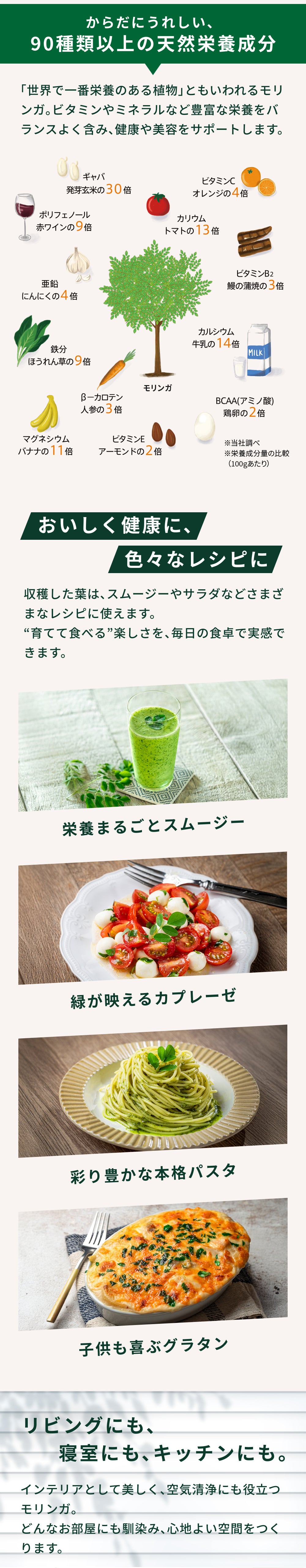 おうちモリンガ