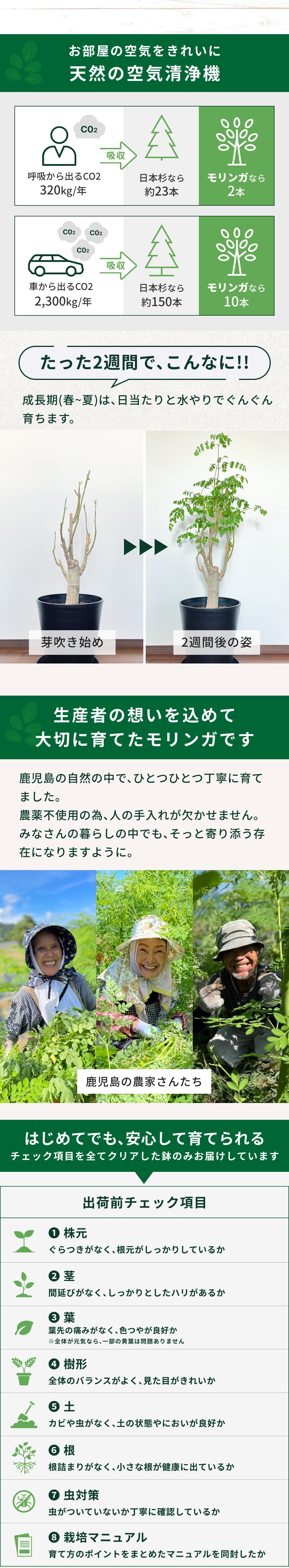 おうちモリンガ