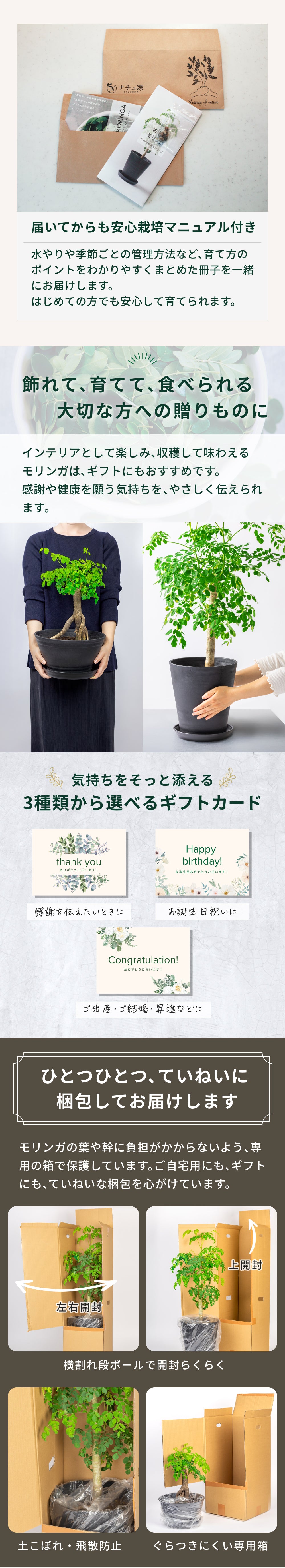 おうちモリンガ
