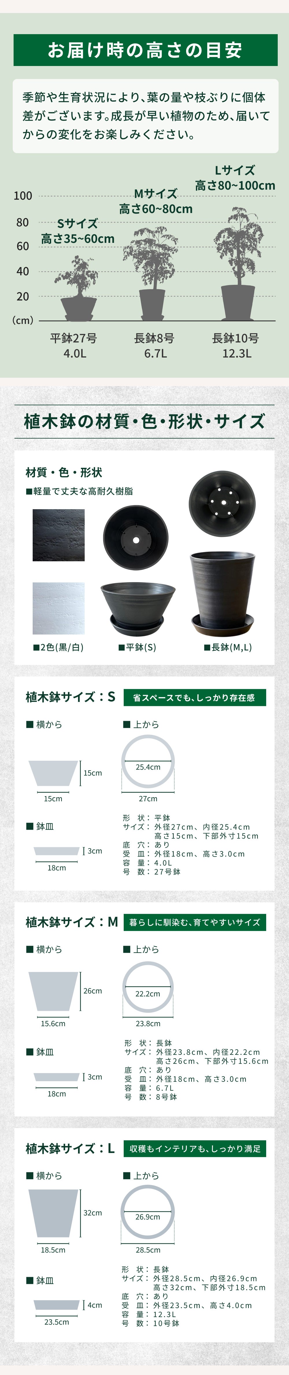 おうちモリンガ
