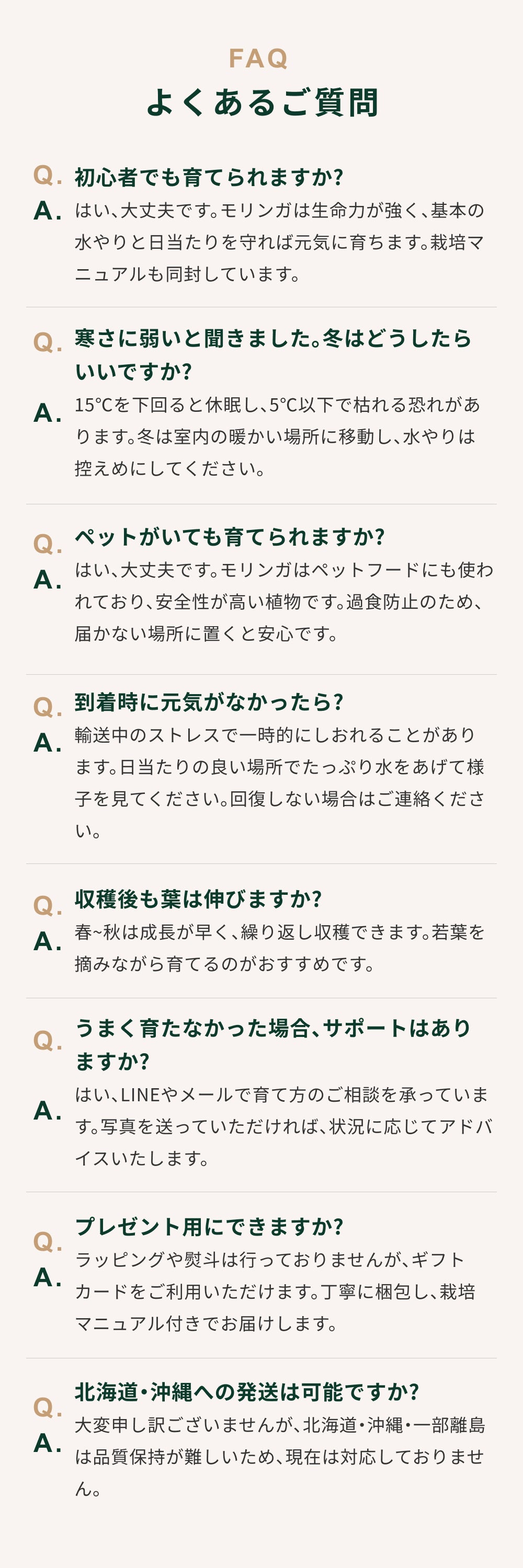 おうちモリンガ