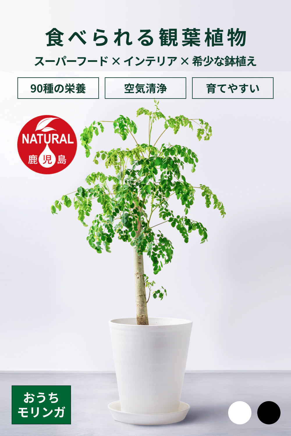 おうちモリンガ