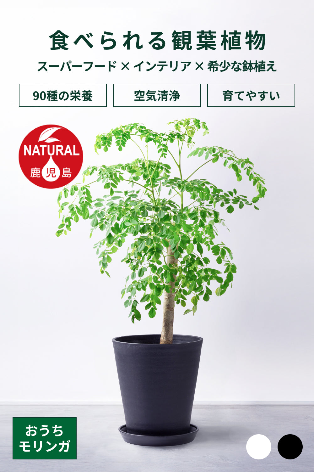 おうちモリンガ