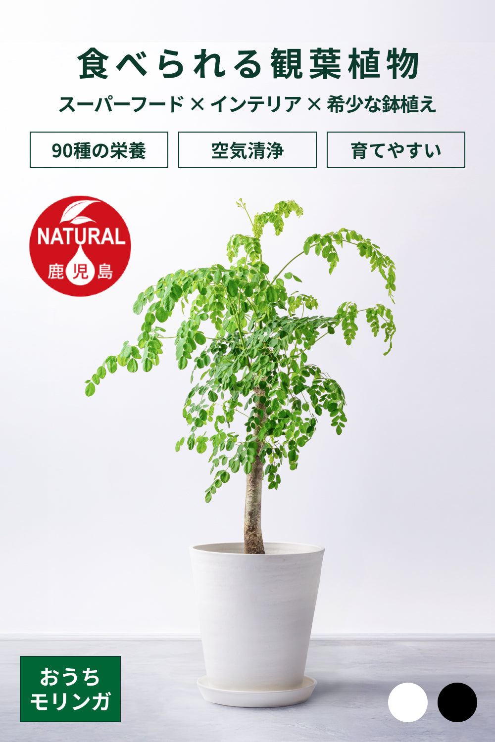 おうちモリンガ