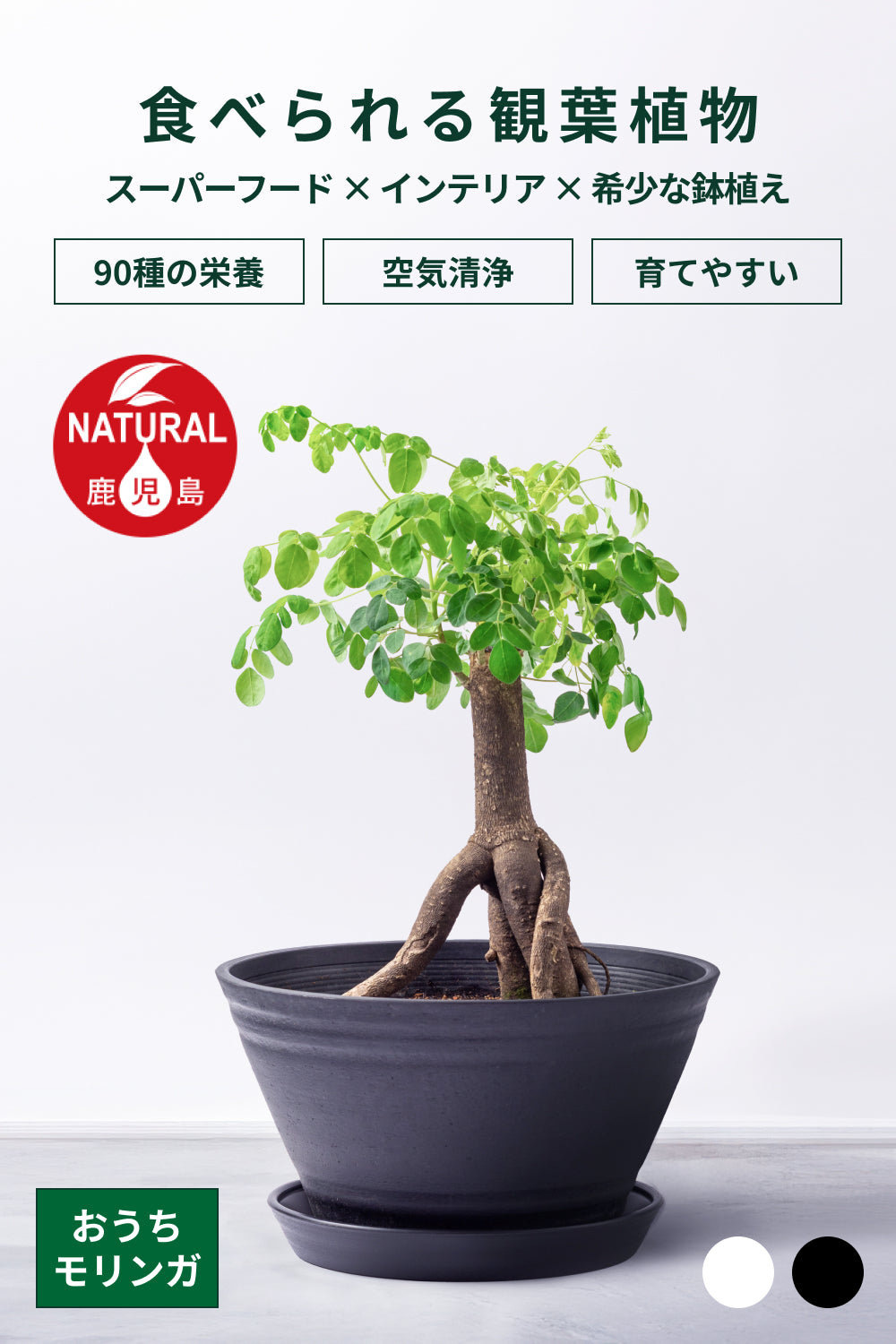 おうちモリンガ