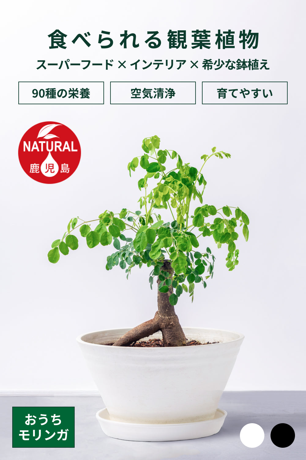 おうちモリンガ